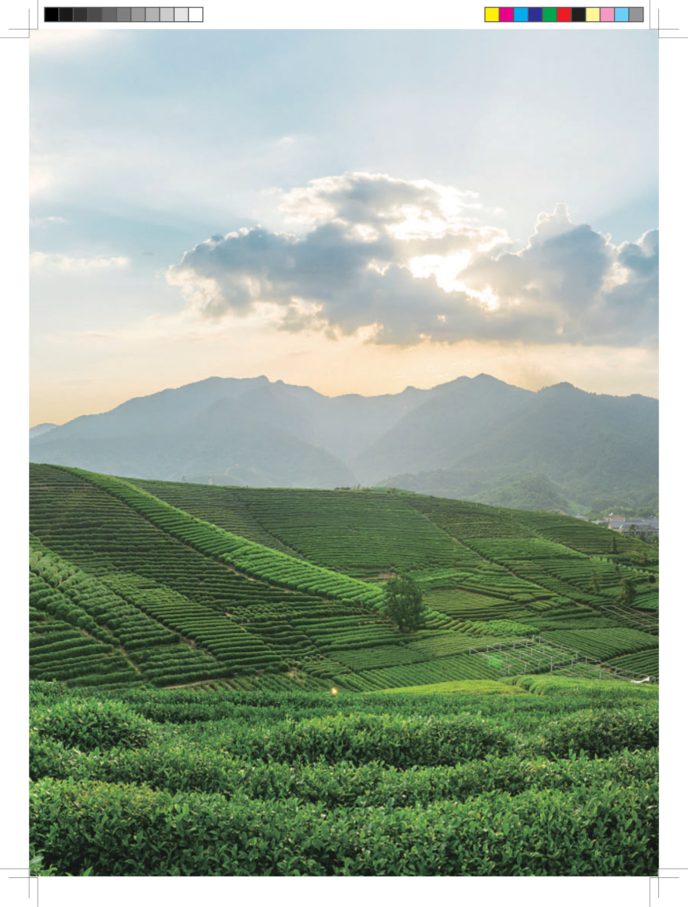 2026中国与全球食物政策报告——构建韧性农食系统.pdf 第5页